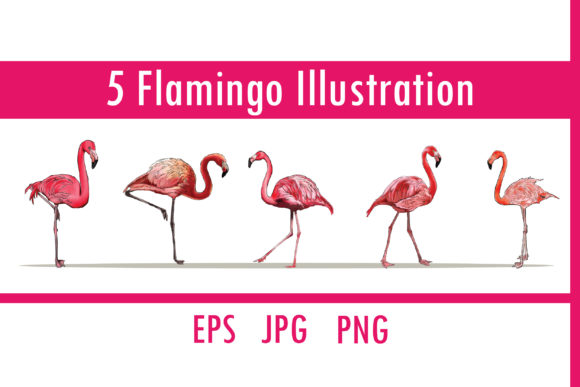 Download 5 Flamingo Illustration Bundle - Flamingo illustration Collection